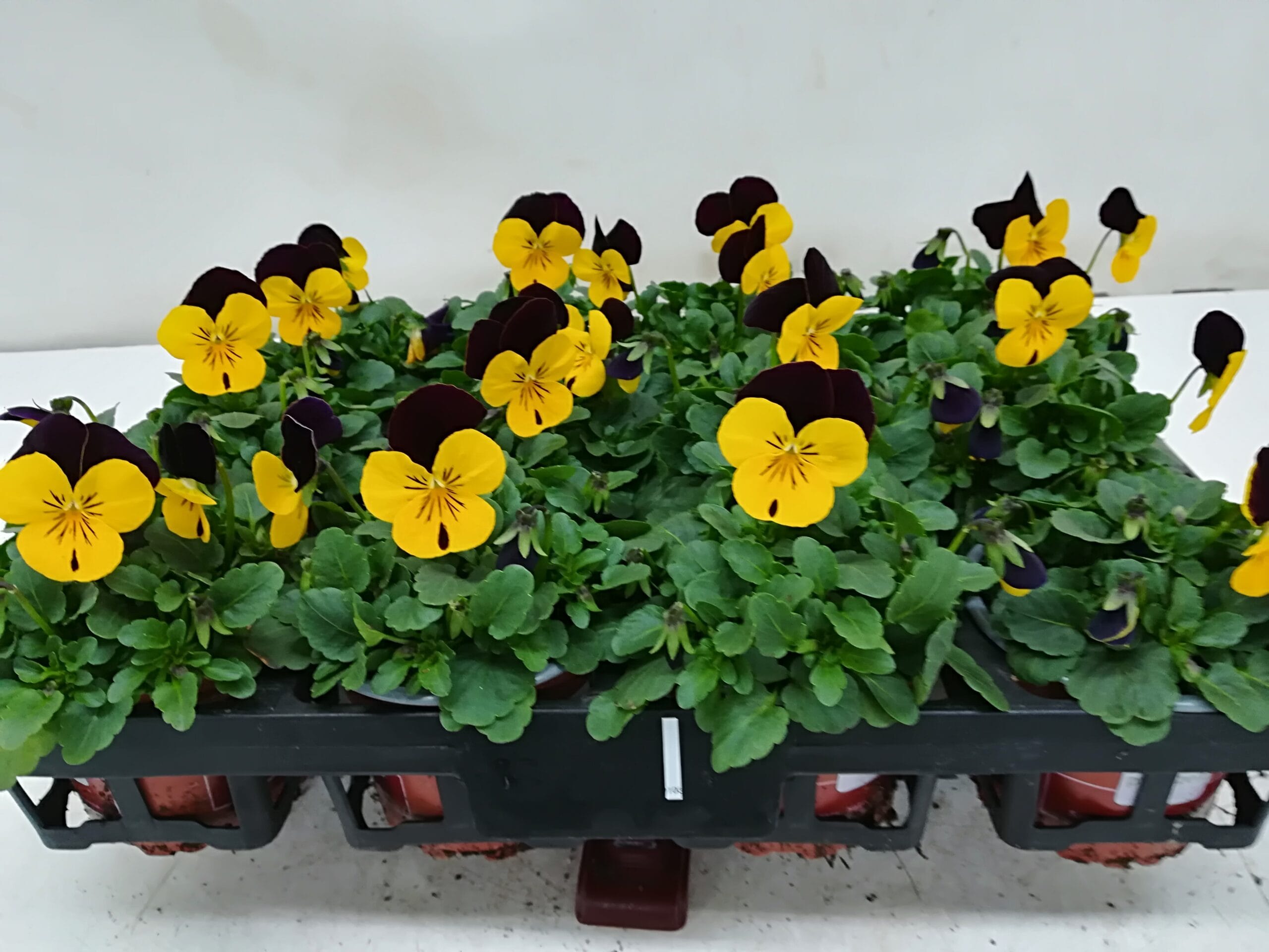Viola cornuta gelb mit violettem Flügel T9cm / 12er Einheit