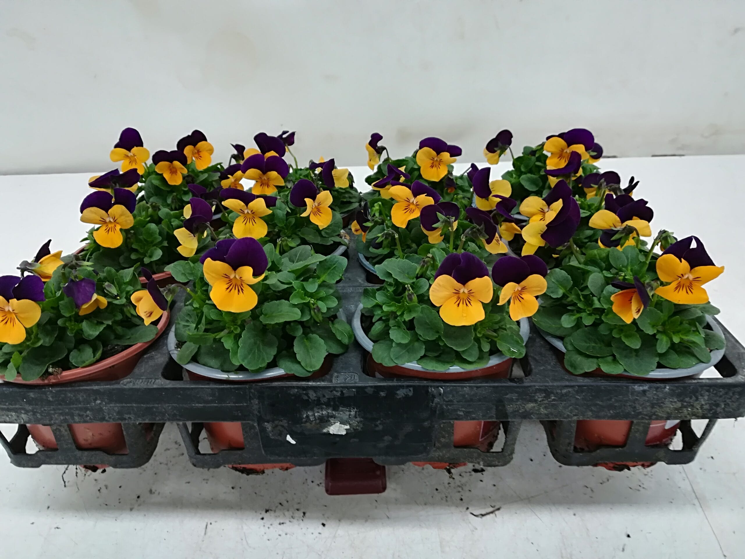 Viola cornuta orange mit violettem Flügel T9cm / 12er Einheit