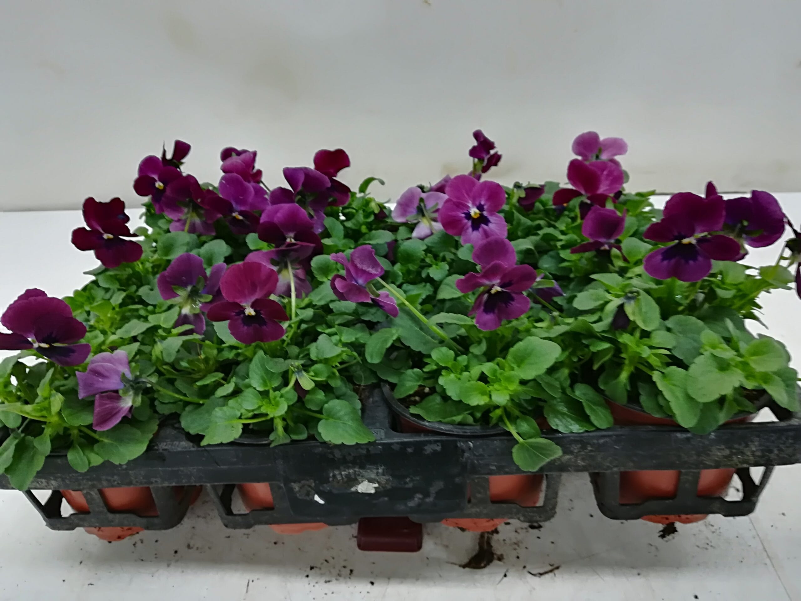Viola cornuta 'Rasberry' himbeer T9cm / 12er Einheit