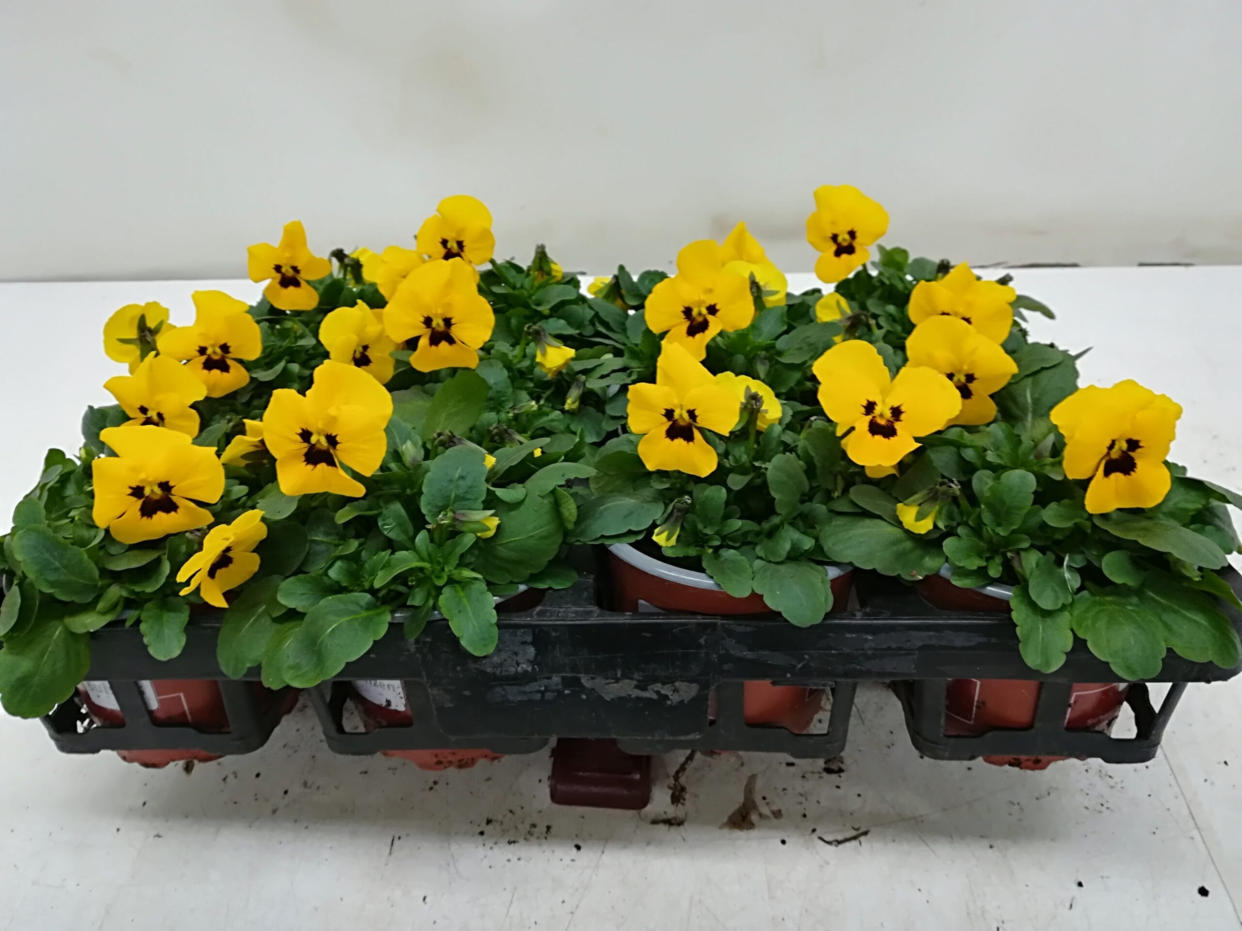 Viola cornuta gelb mit Auge T9cm / 12er Einheit