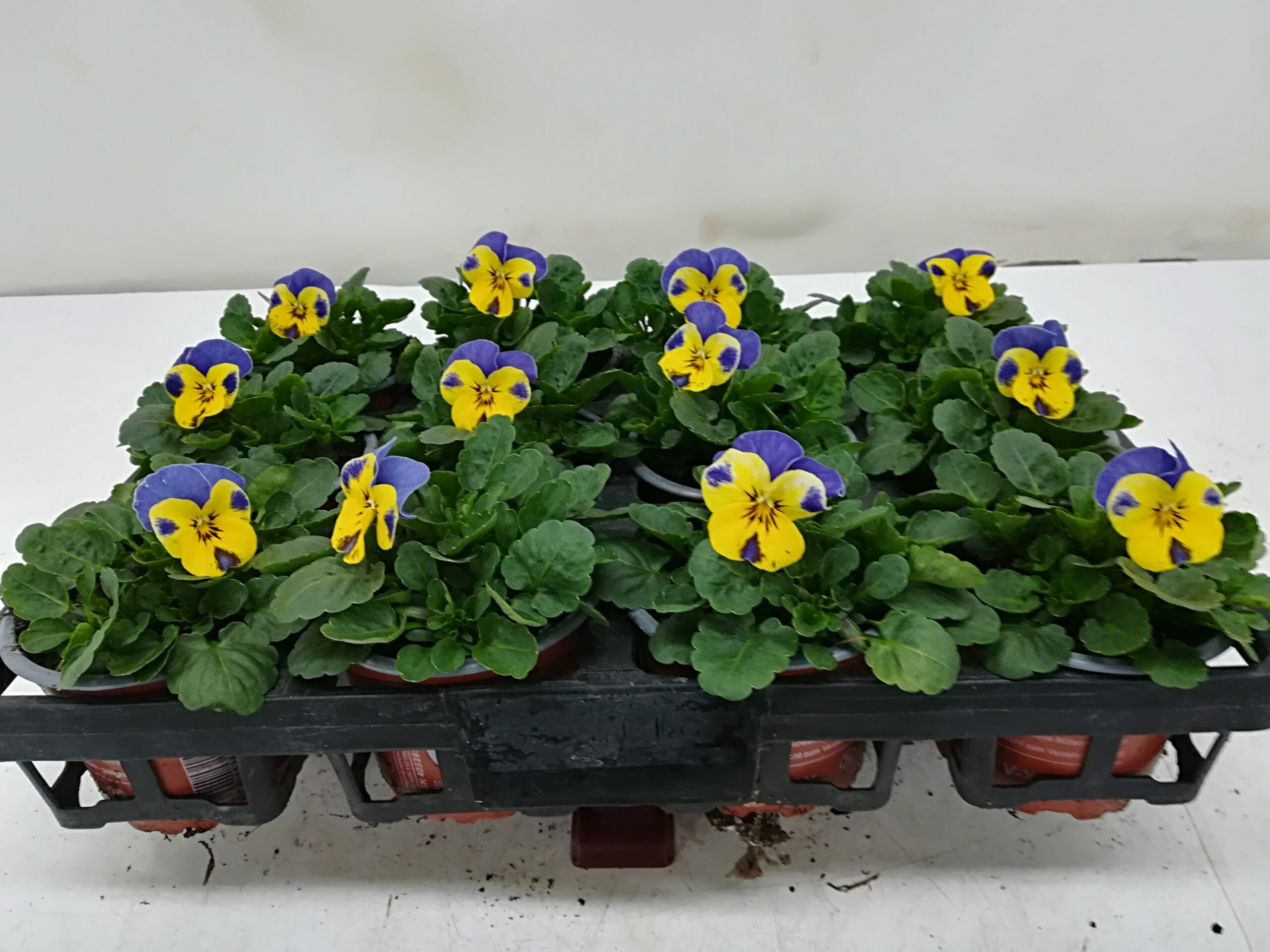 Viola cornuta gelb mit blauem Flügel T9cm / 12er Einheit