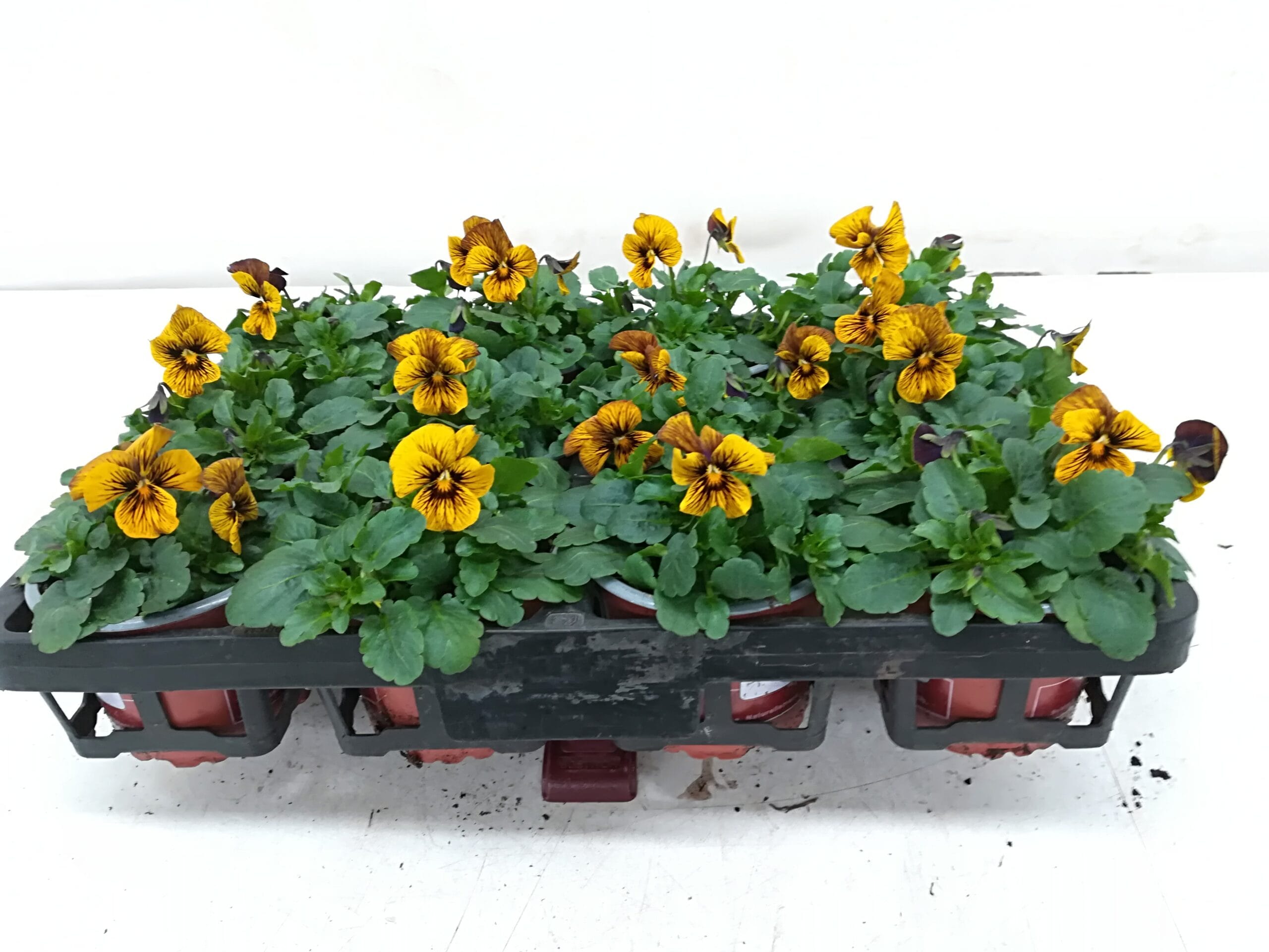 Viola cornuta 'Tiger' gelb-schwarz T9cm / 12er Einheit