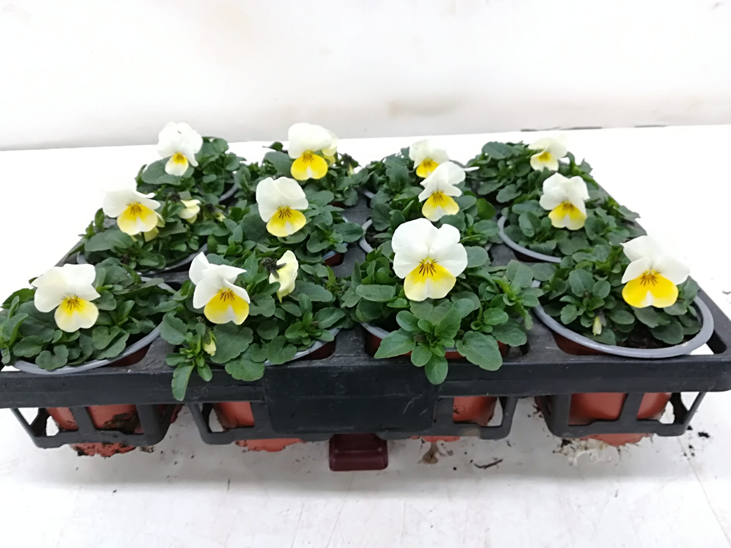 Viola cornuta hellgelb-weiss T9cm / 12er Einheit