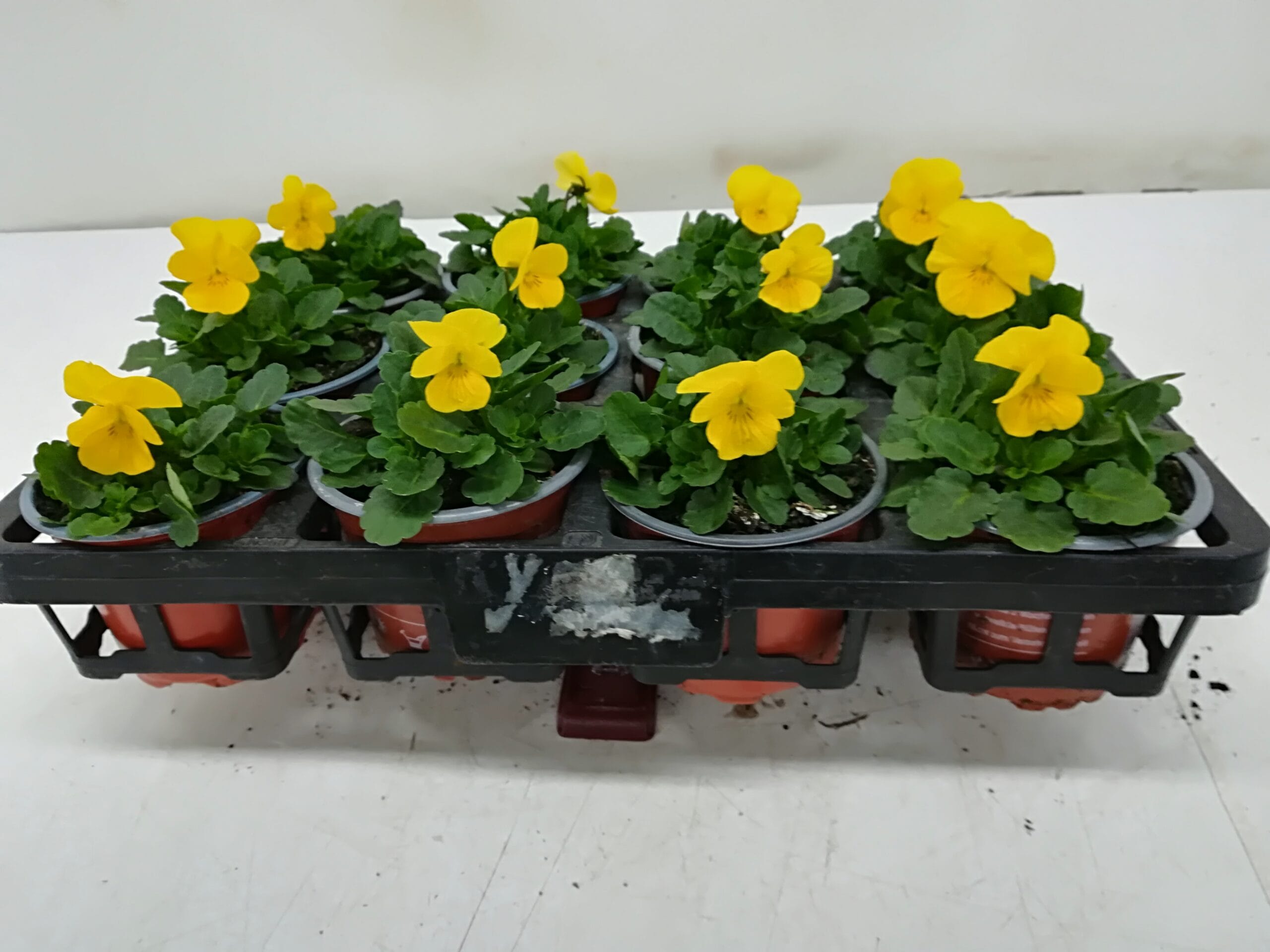 Viola cornuta reingelb T9cm / 12er Einheit