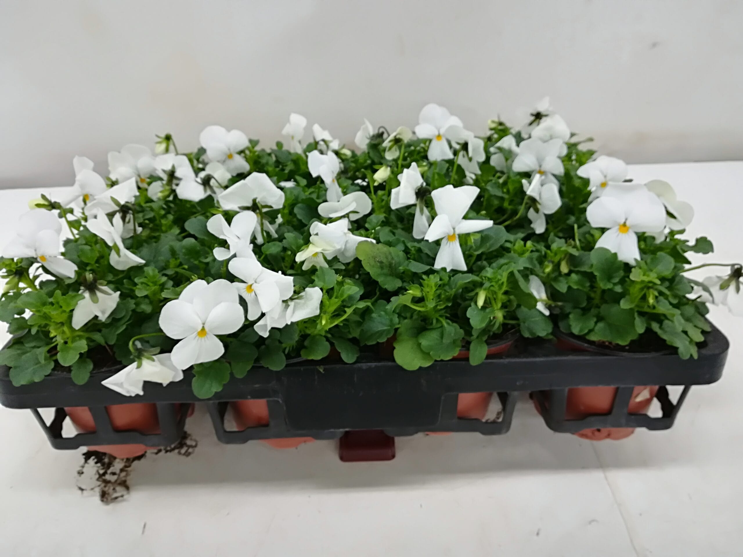 Viola cornuta reinweiss T9cm / 12er Einheit