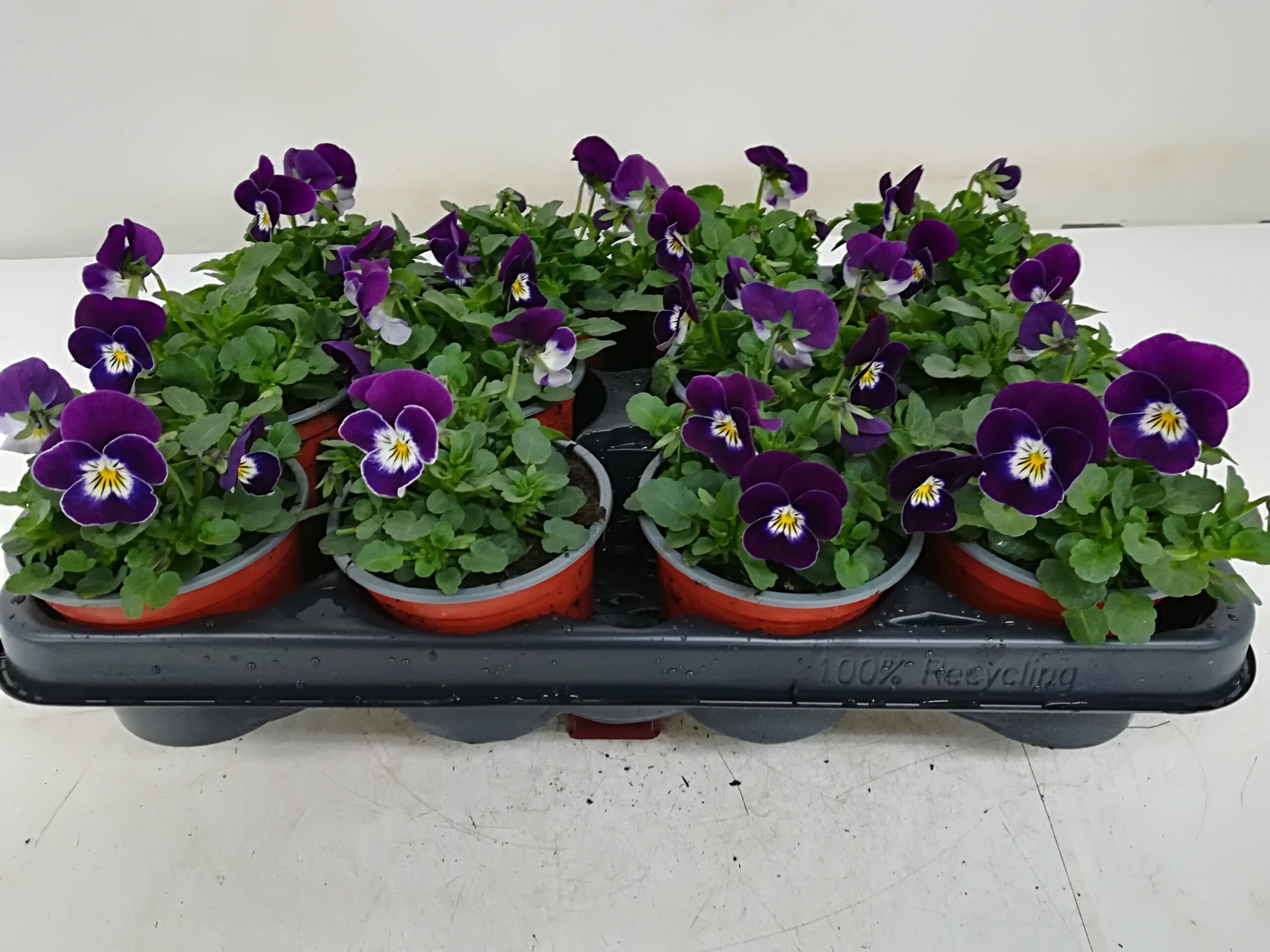 Viola cornuta violett mit weissem Gesicht T9cm / 12er Einheit