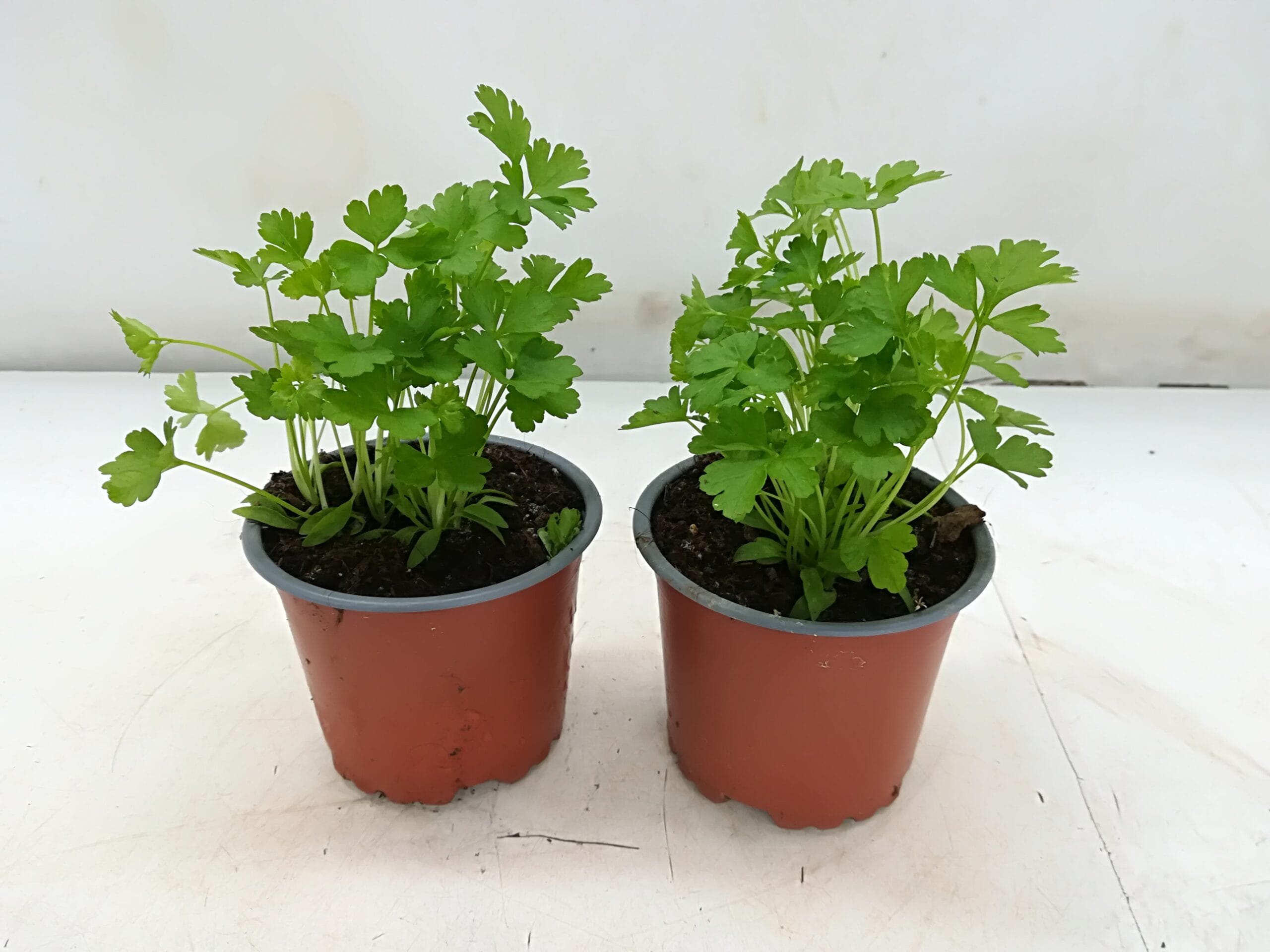 Petersilie glatt (CH-Produktion) T12cm