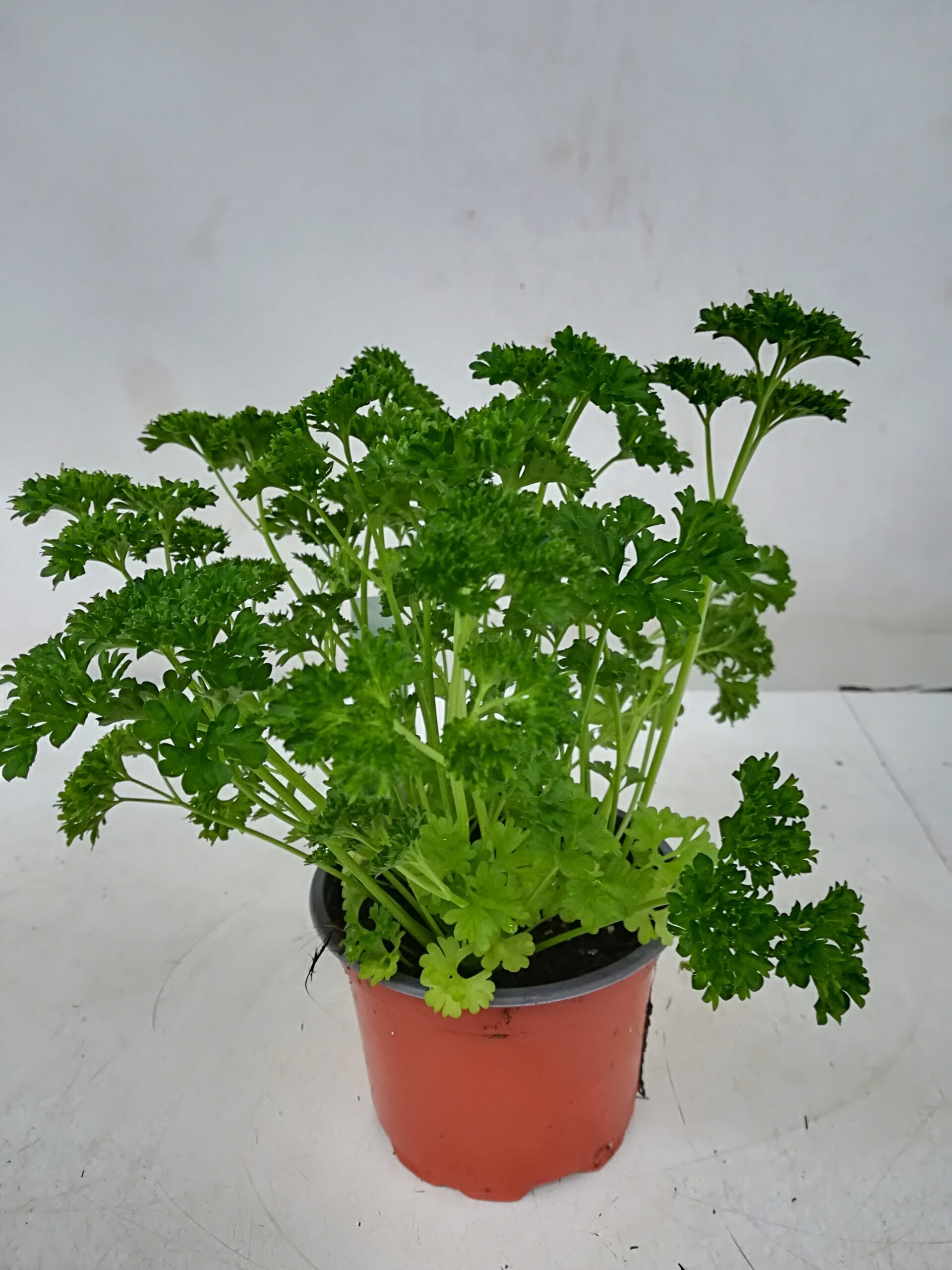 Petersilie krause (CH-Produktion) T12cm