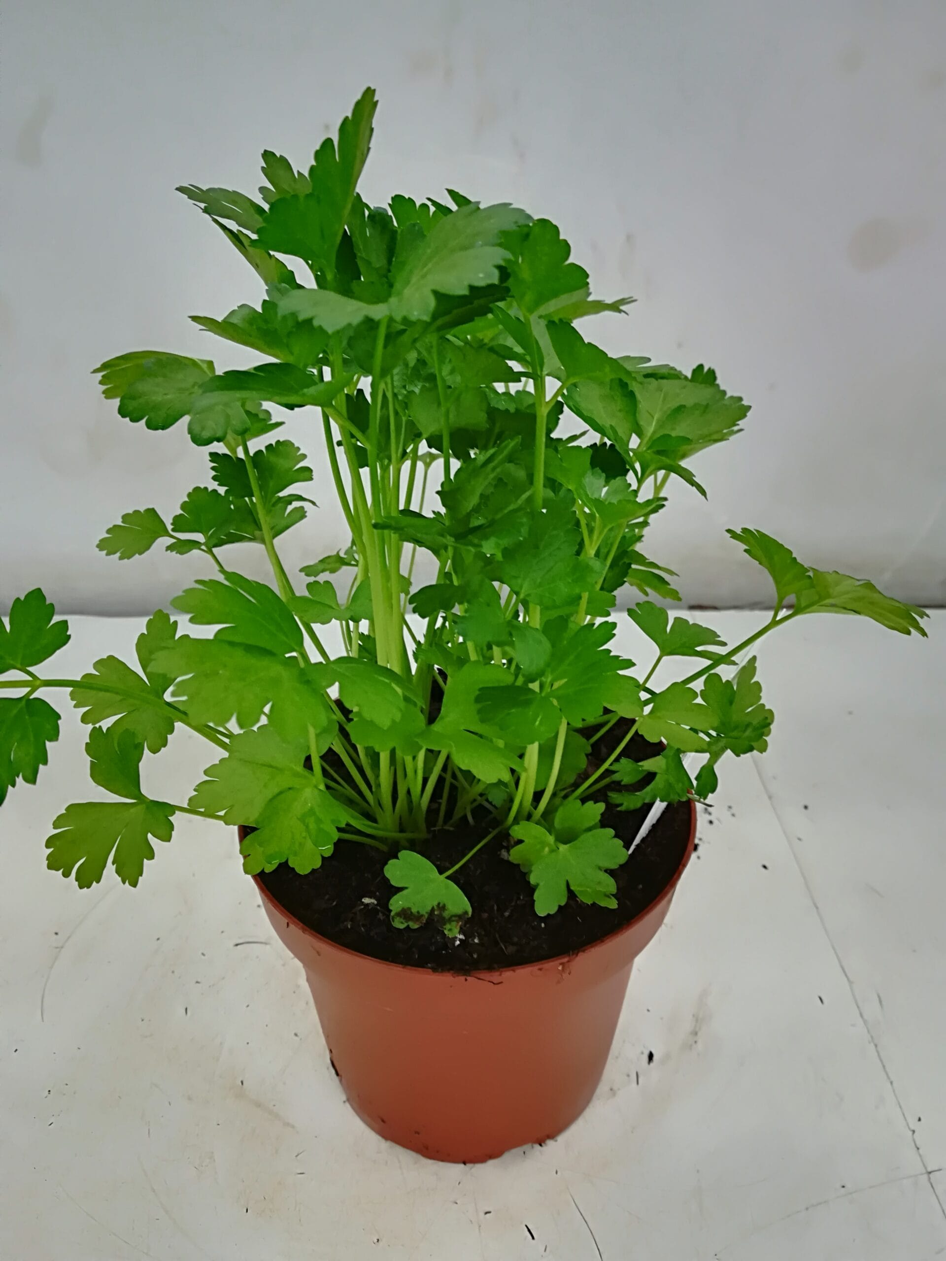 Petersilie glatt (Swiss-Produktion) T14cm