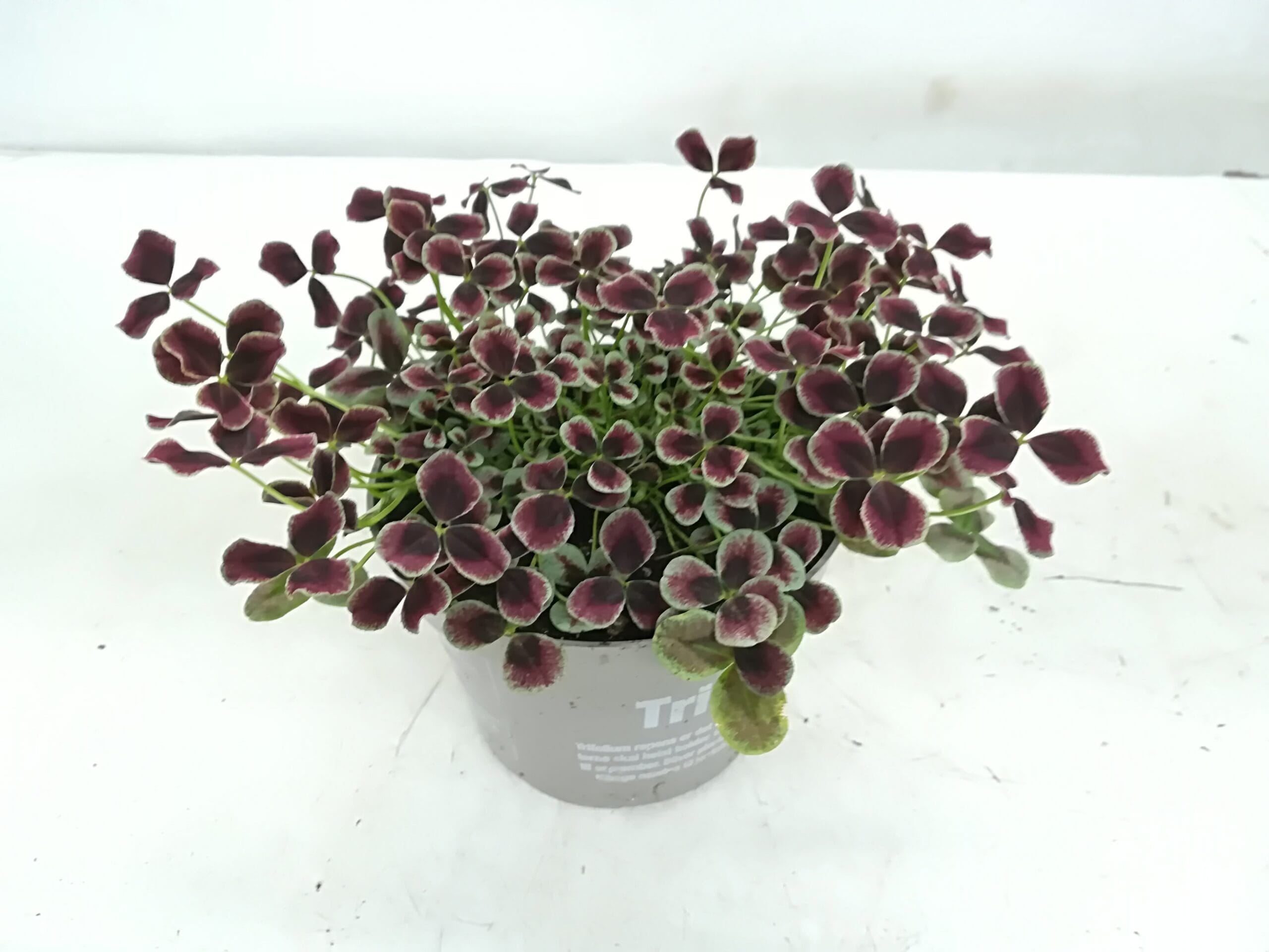 Trifolium repens 'Estelle' rot-grün T11cm