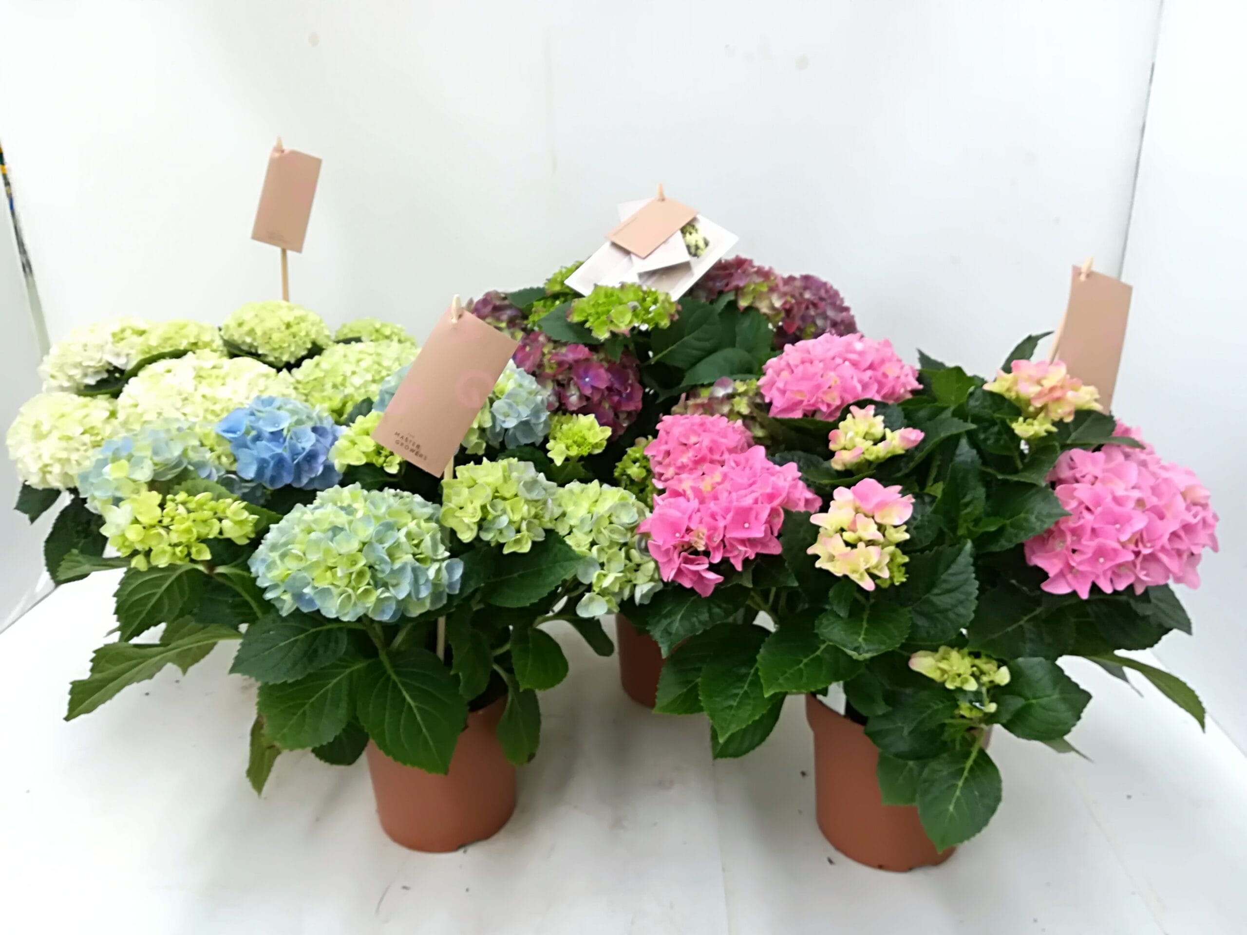 Hortensia mix 'Master Growers' T14cm