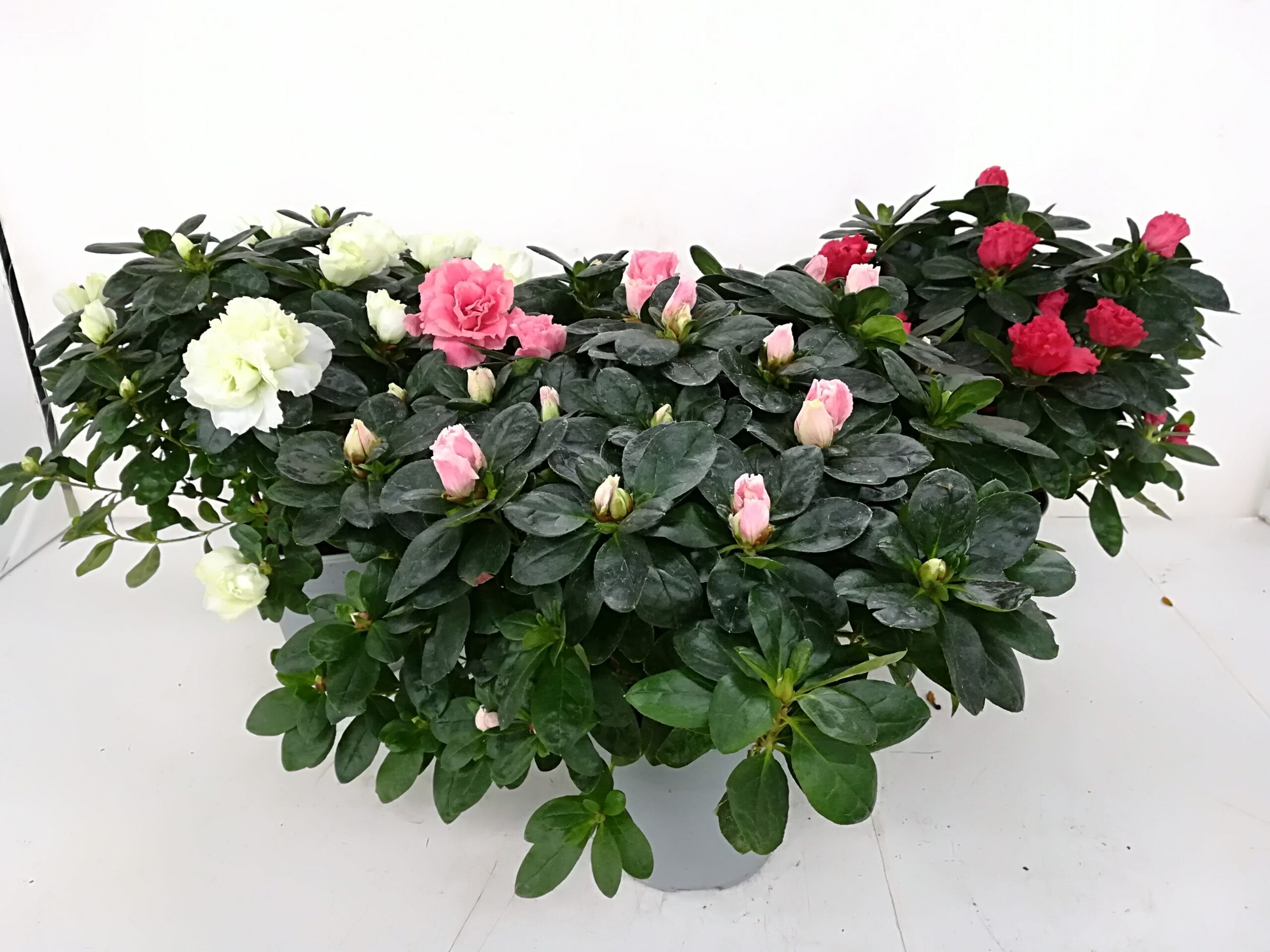 Azalea diverse Farben T16cm