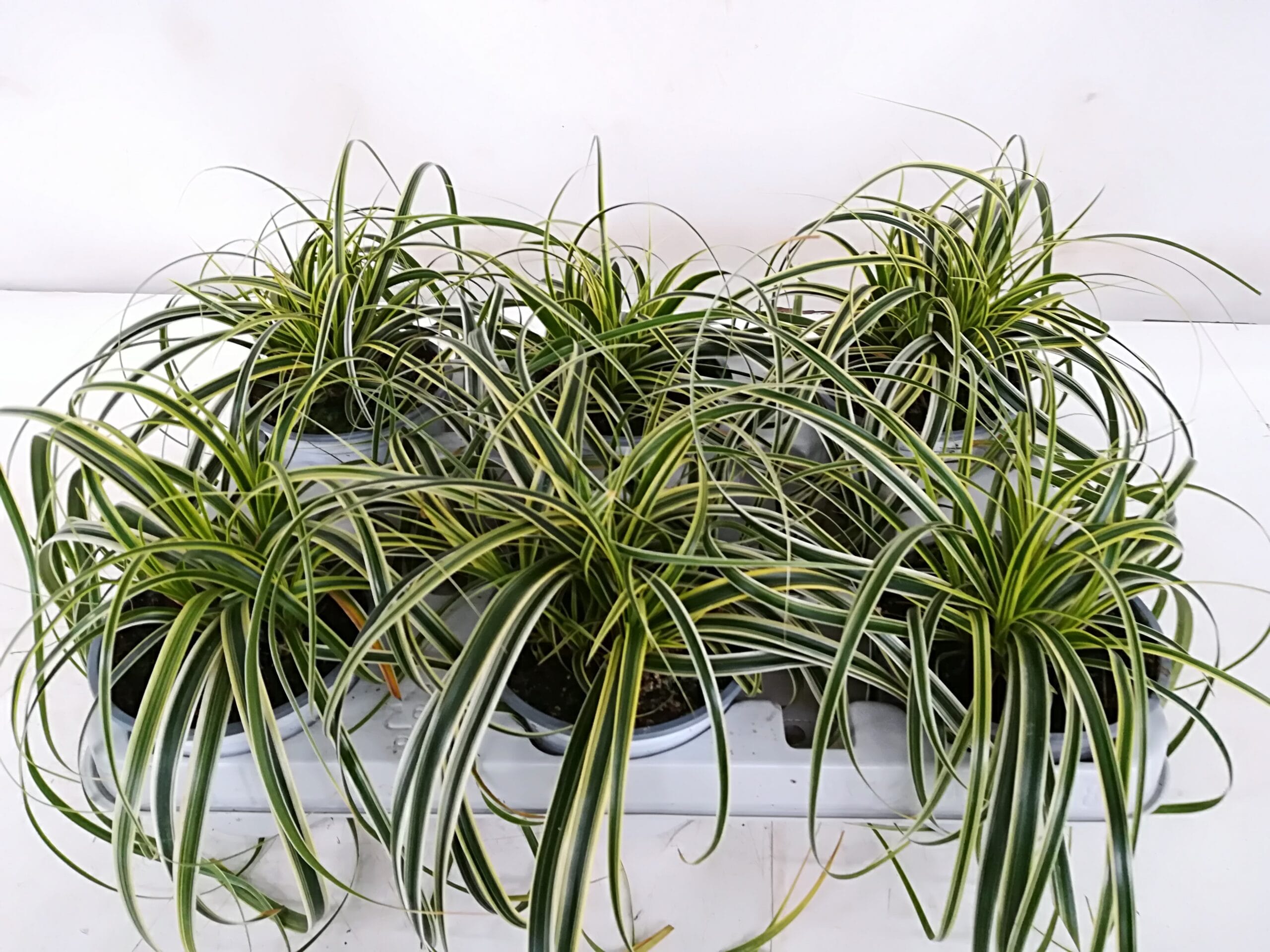 Carex morrowii 'Ice Dance' T12cm / 6er Einheit