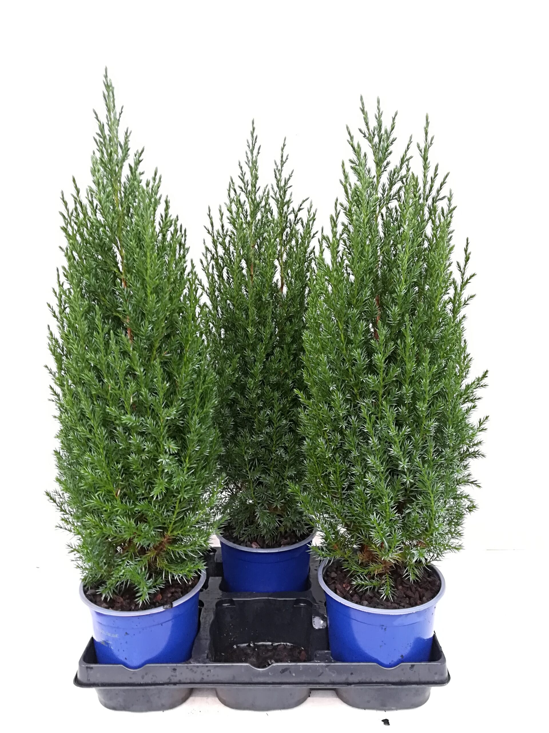 Juniperus chinensis 'Stricta' T15cm / H65cm