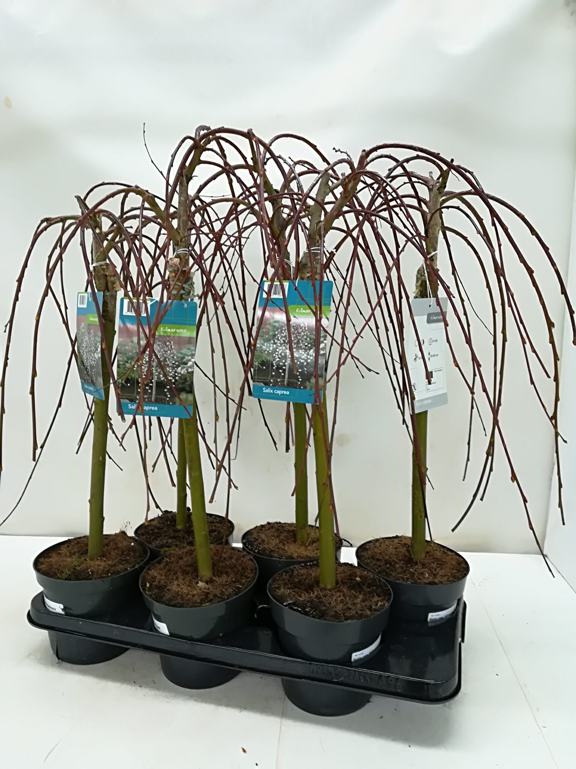 Salix caprea 'Kilmarnock' T15cm / H60cm