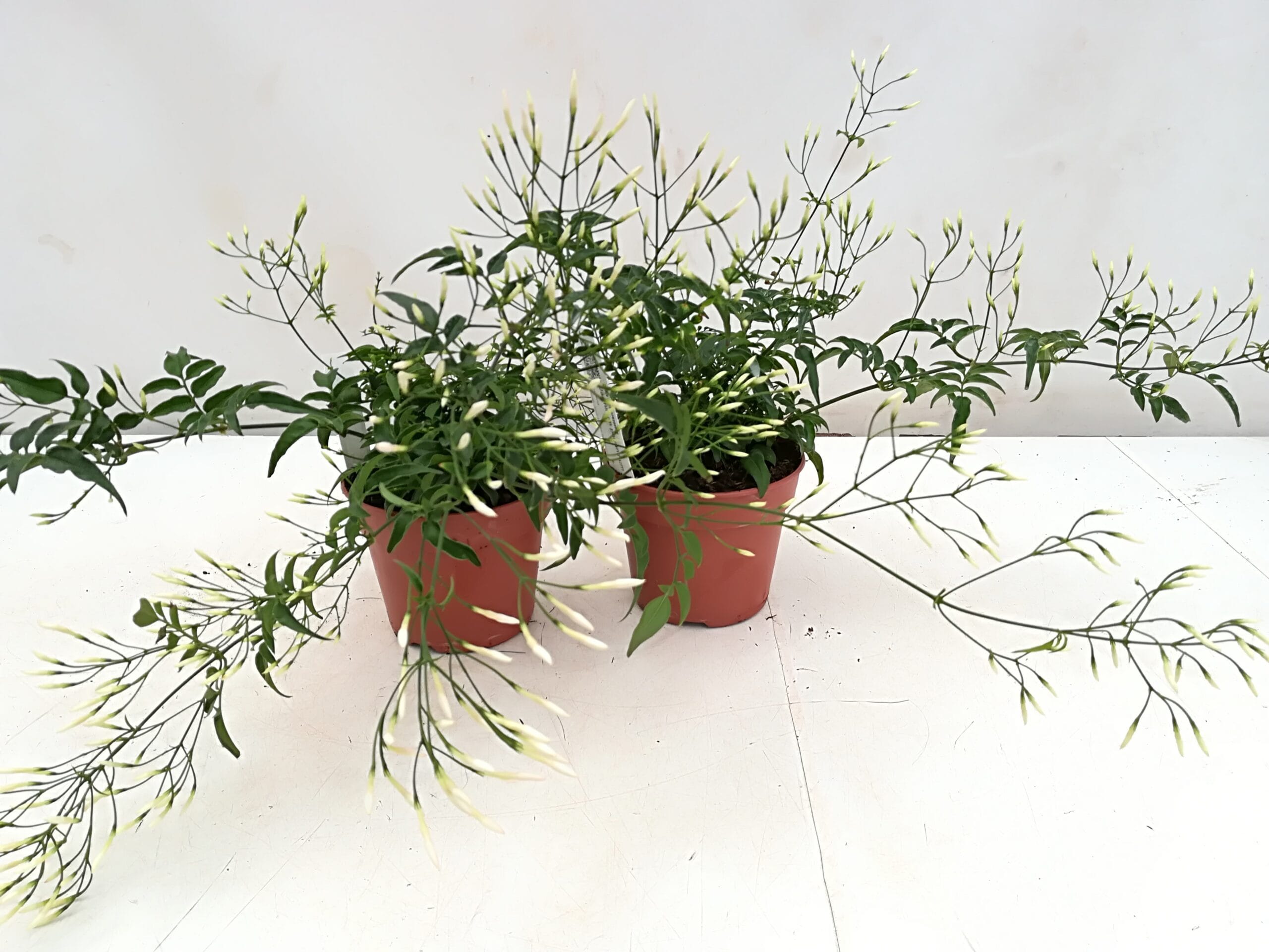 Jasminum polyanthum lange Ranken T11cm