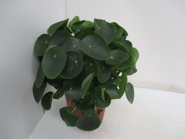 Pilea peperomioides T 12cm