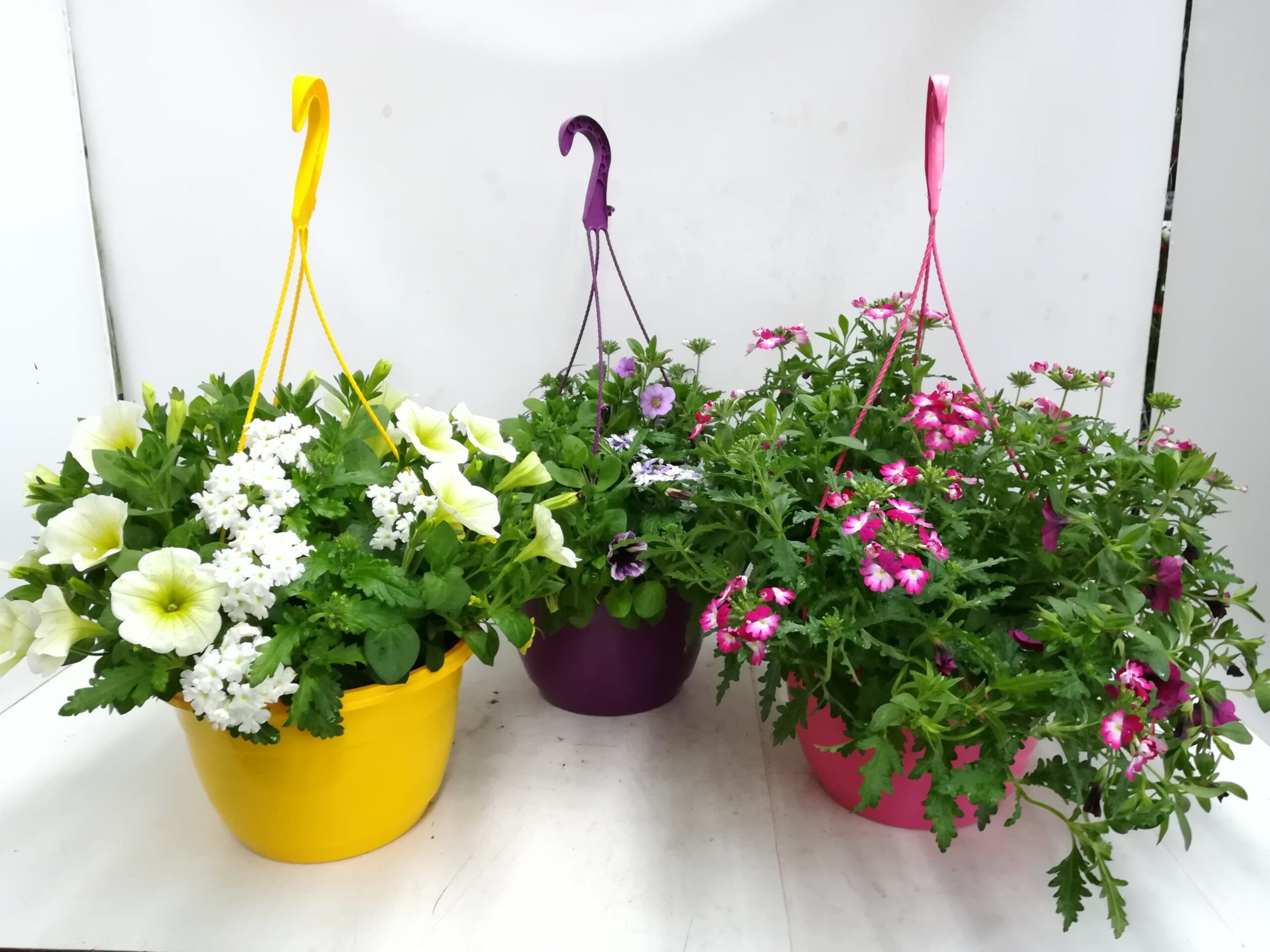 Confetti-Multispecies-Ampel Mix T27cm