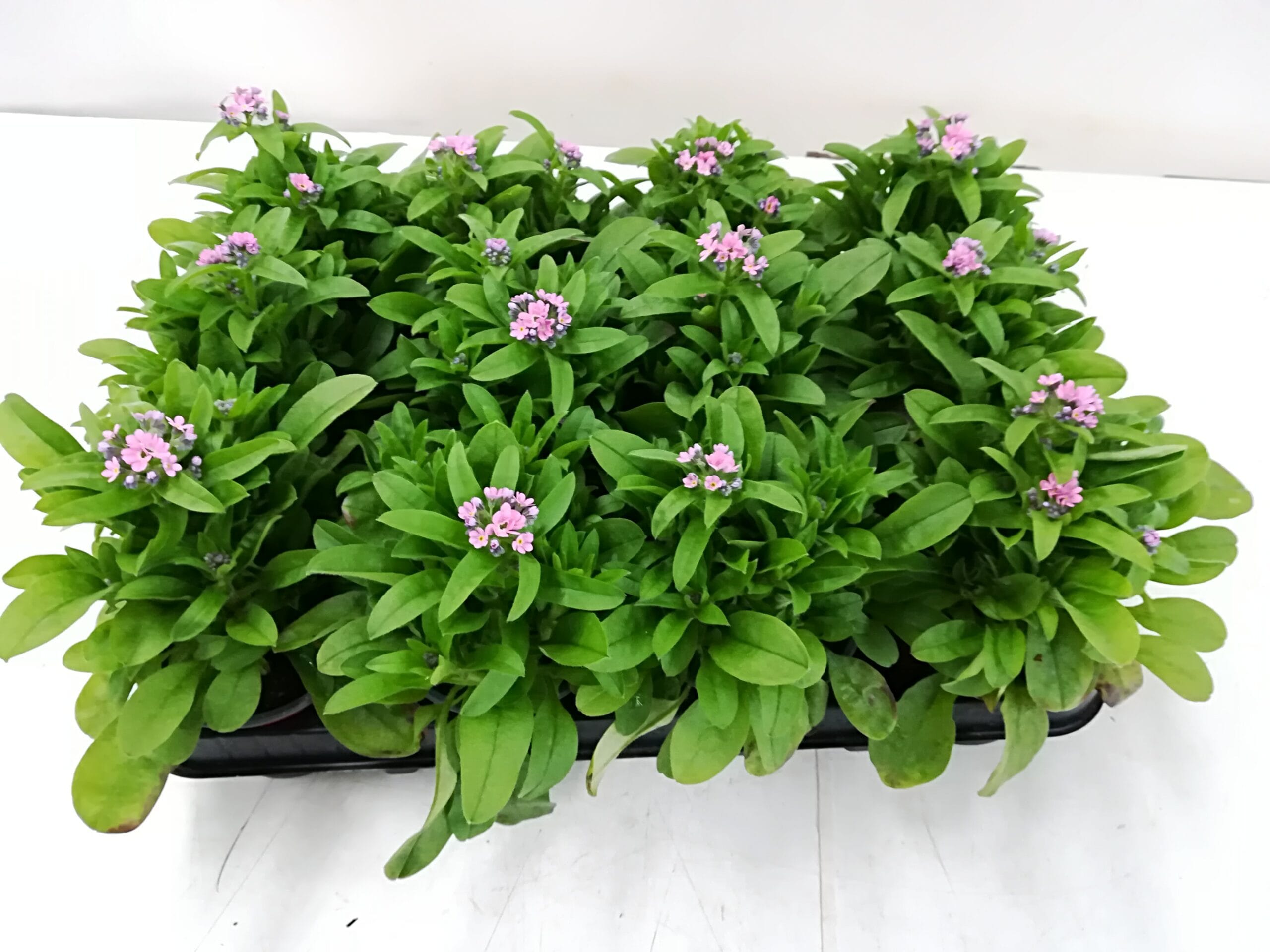 Myosotis rosa T9cm / 12er Einheit