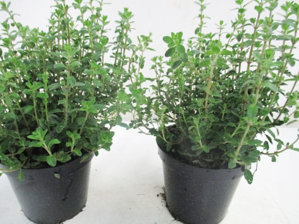 Majoran / Origano majorana (IT) T14cm