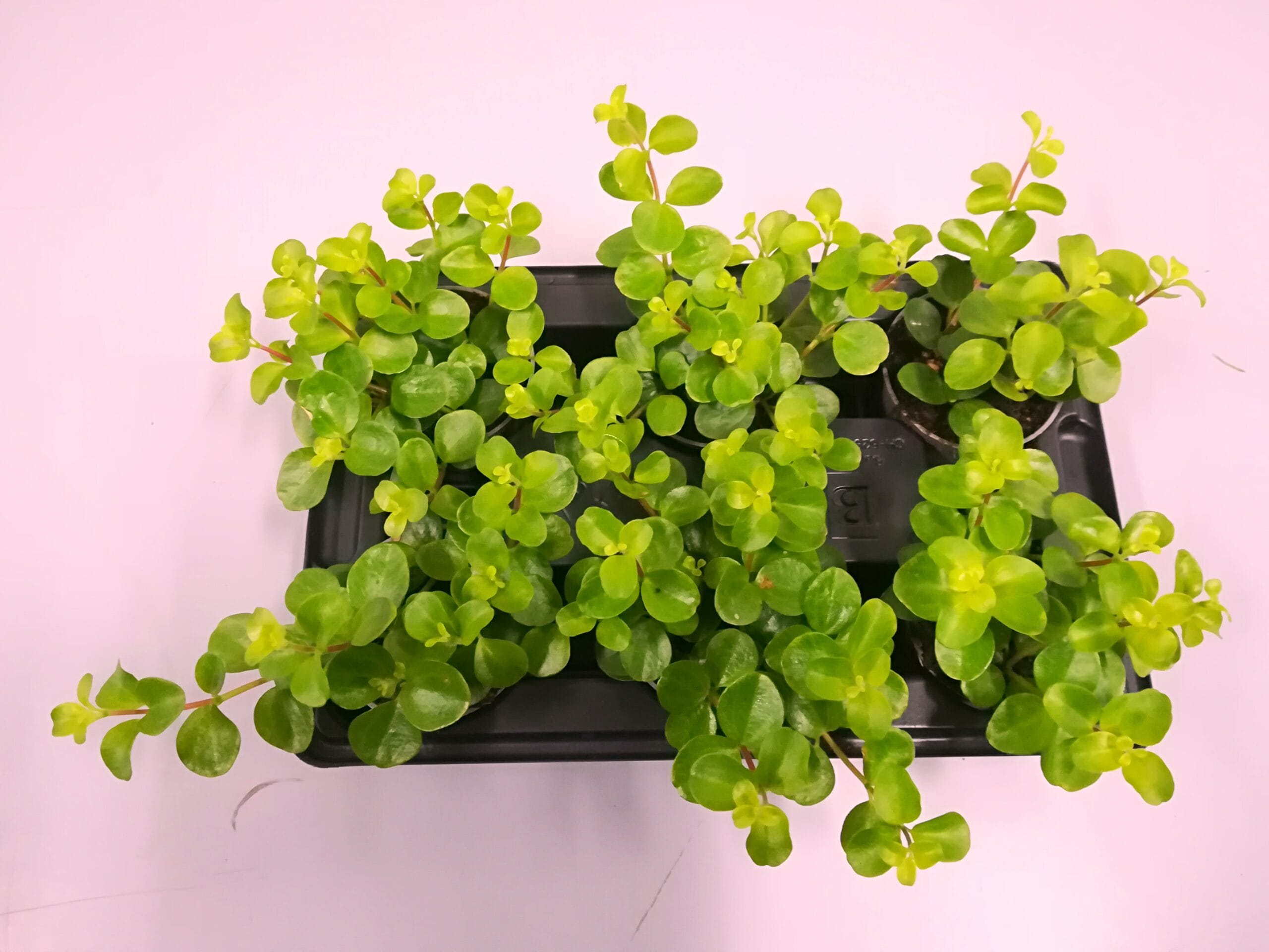 Peperomia rotundifolia Mini