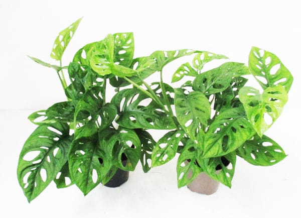 Philodendron oblica T12cm