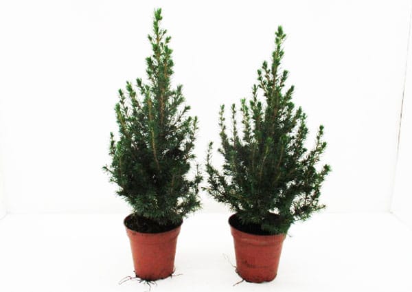 Picea glauca 'Conica' T13cm