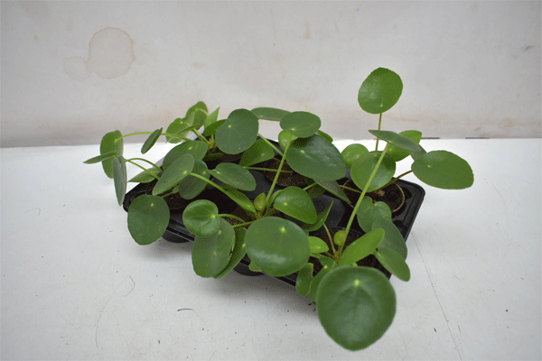 Pilea peperomioides T6cm 6er Einheit