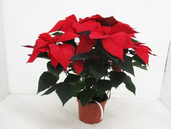 Poinsettia rot T19cm