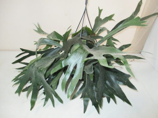 Platycerium Ampel T17cm