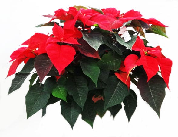 Poinsettia rot T23cm