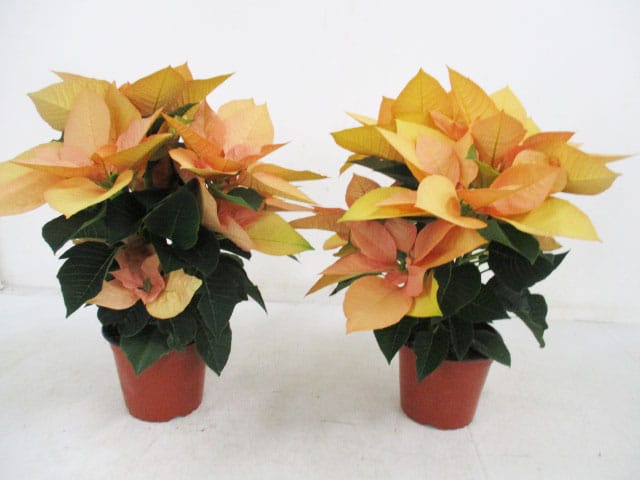 Poinsettia 'Autumn Leaves' / apricot T13cm