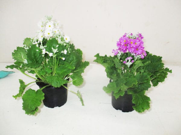 Primula malacoides diverse Farben T10cm