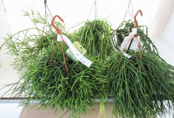Rhipsalis diverse Sorten Ampel T15cm