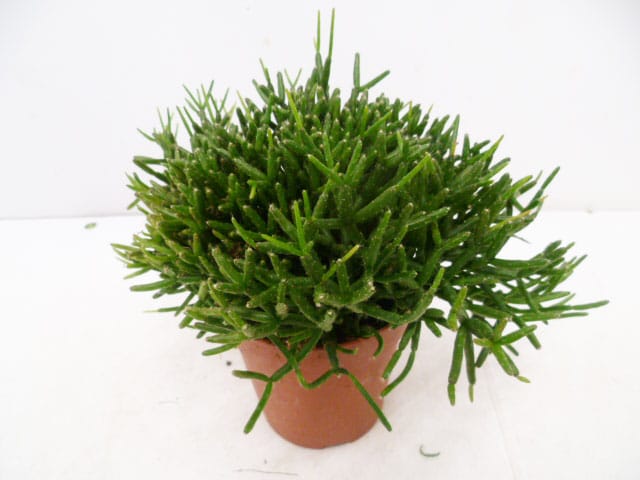 Rhipsalis burchelli T12cm