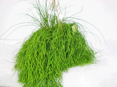 Rhipsalis cassutha Ampel