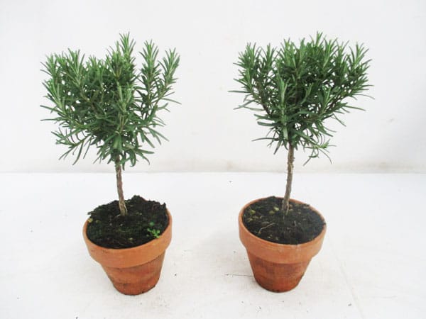 Rosmarin officinalis Stamm (IT) in Tontopf T11cm