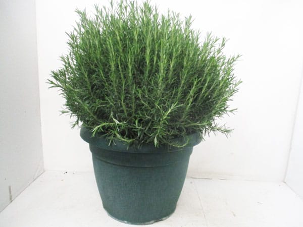 Rosmarin officinalis Busch (IT) T45cm