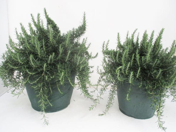 Rosmarin prostratus Busch (IT) T25cm