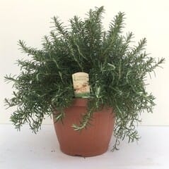 Rosmarin prostratus Busch (IT) T30cm