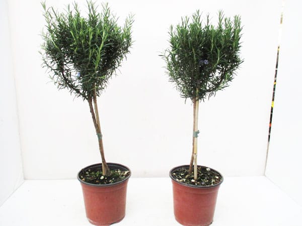 Rosmarin officinalis Stamm (IT) T18cm
