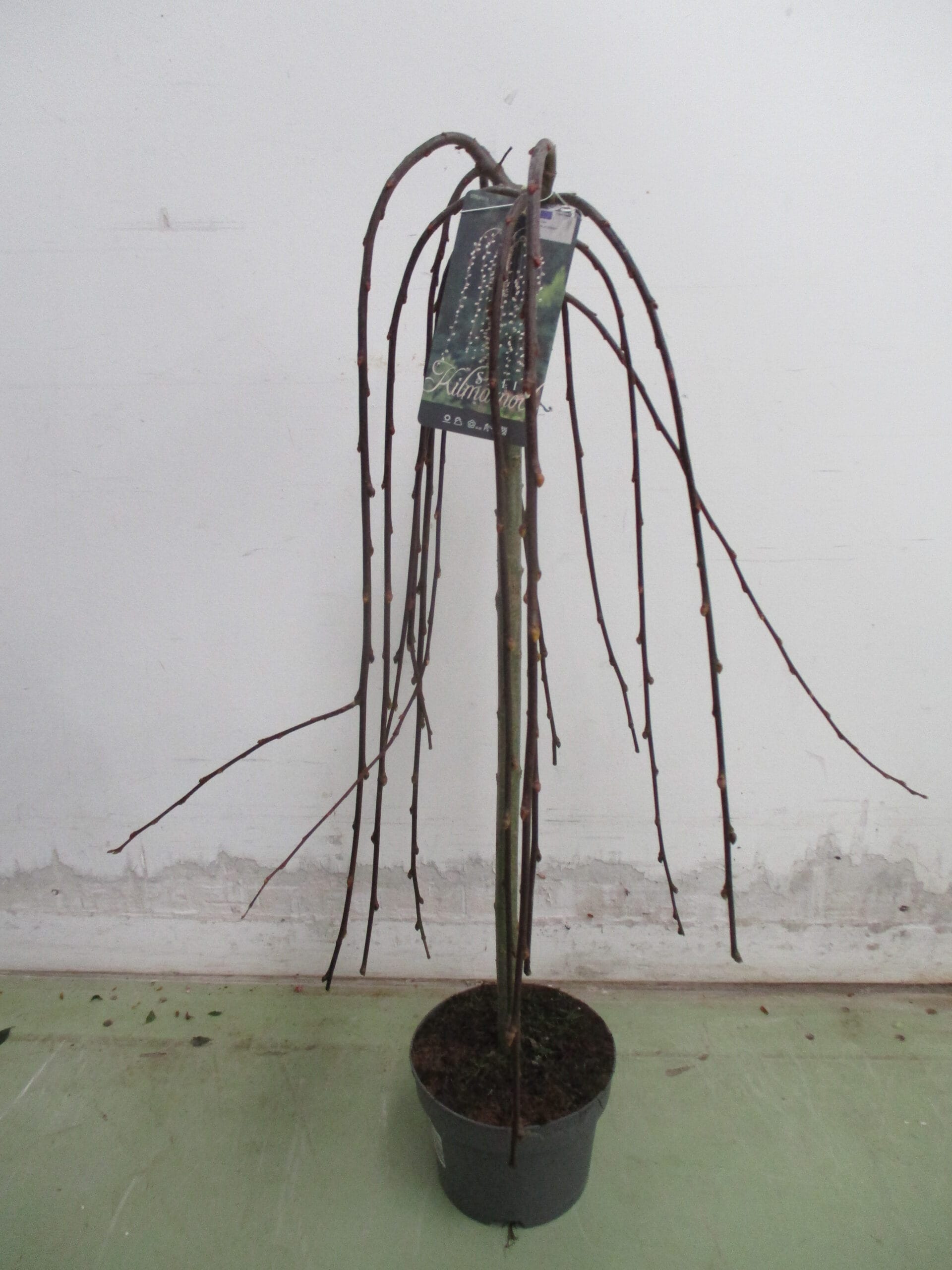 Salix caprea 'Kilmarnock' T19cm / H90cm