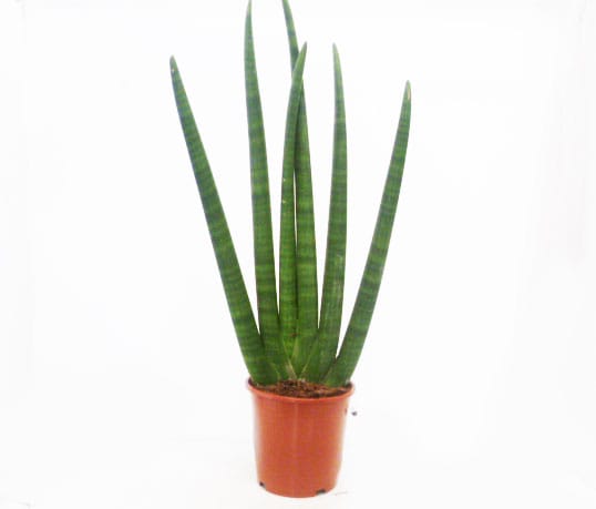 Sansevieria Mikado T19cm