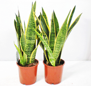 Sansevieria laurentii T14cm