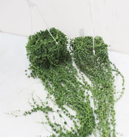 Senecio rowleanus Ampel