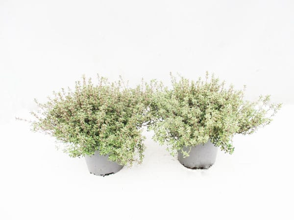 Thymus panaschiert (IT) T14cm
