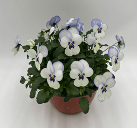 Viola cornuta in Schalen Uni, mix T14cm