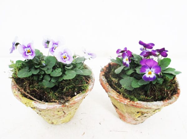 Viola cornuta im Harztopf T17cm