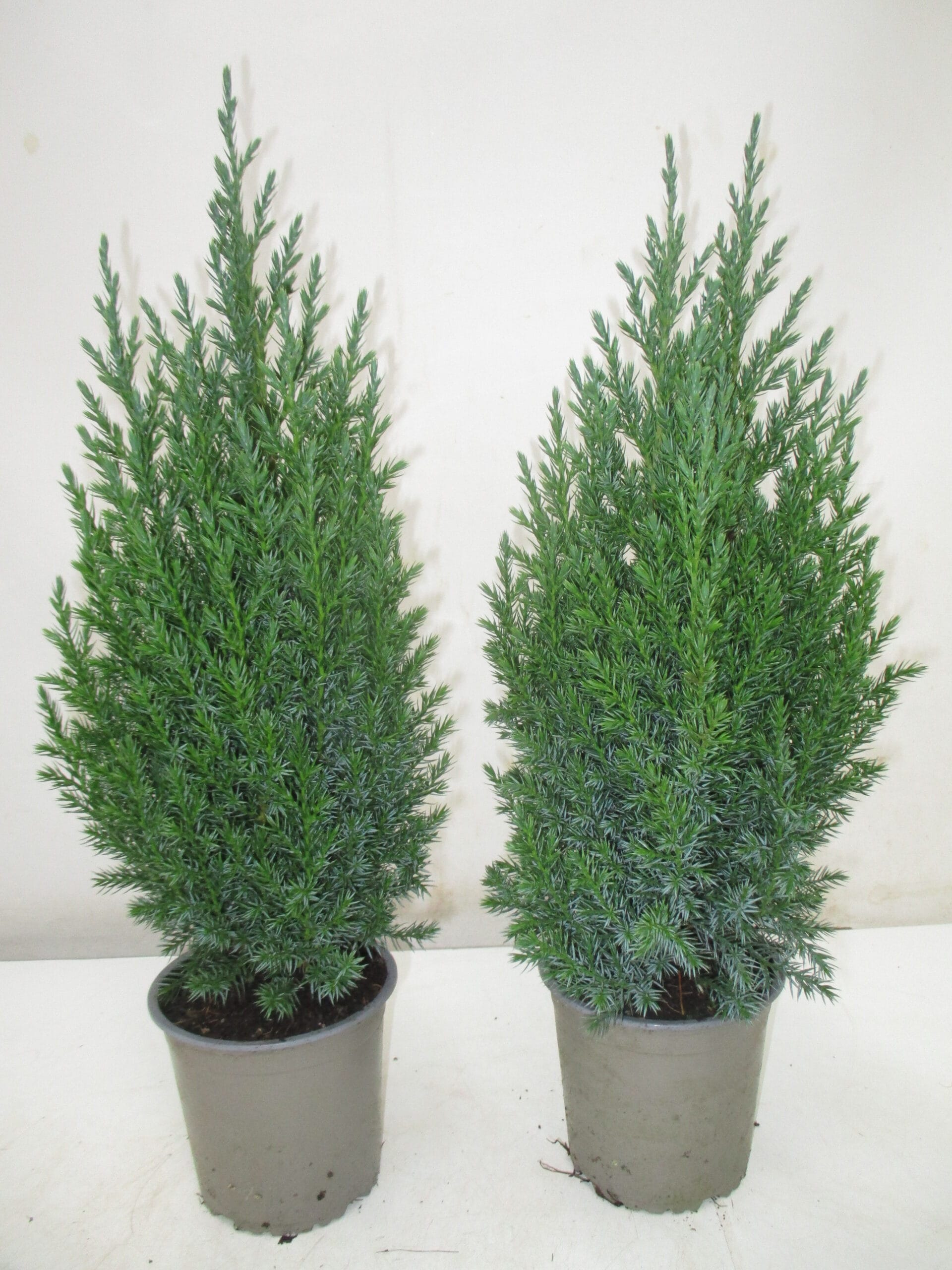 Juniperus chinensis 'Stricta' T13cm / H45cm