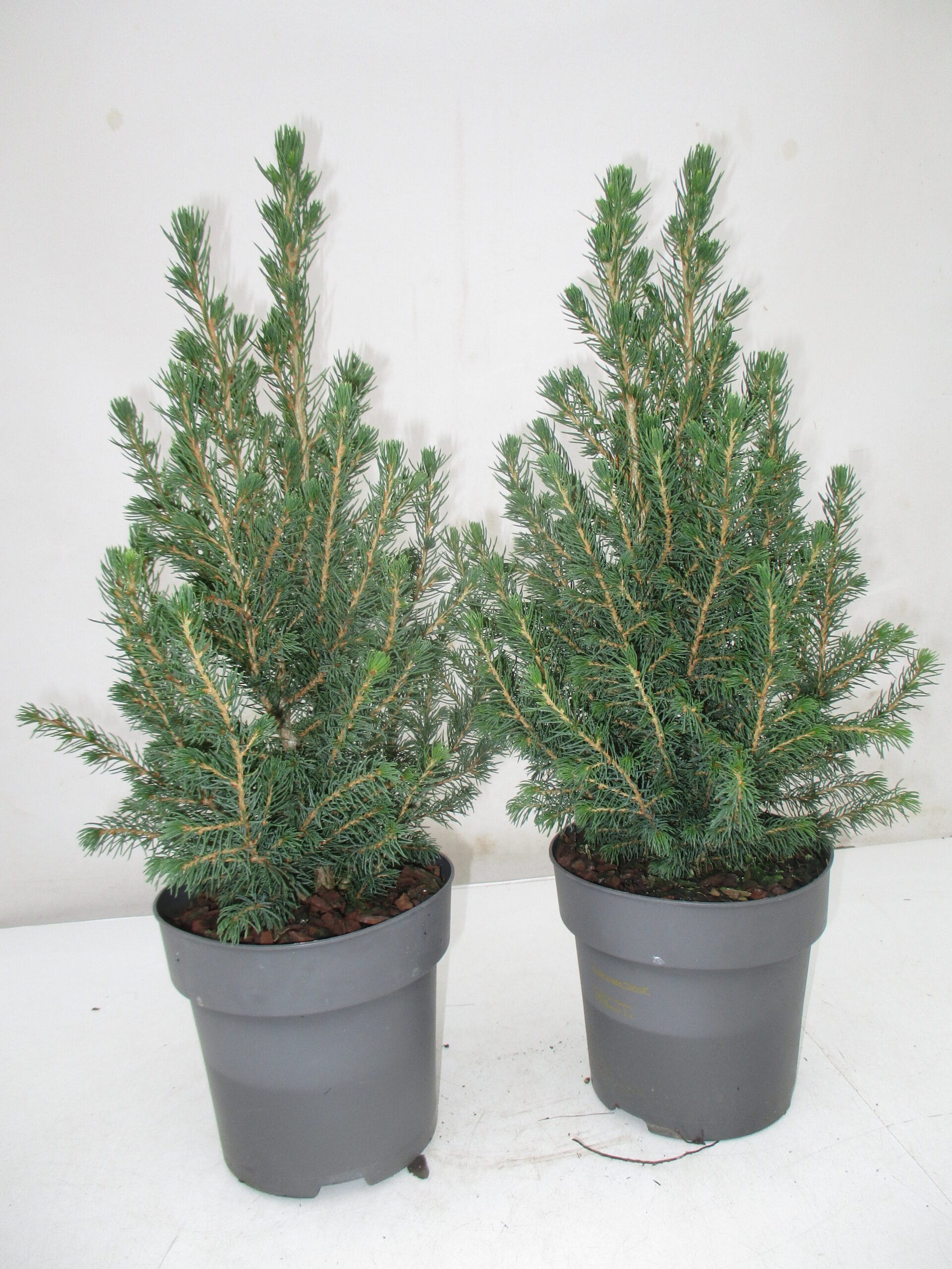 Picea glauca 'Conica' T15cm / H60cm